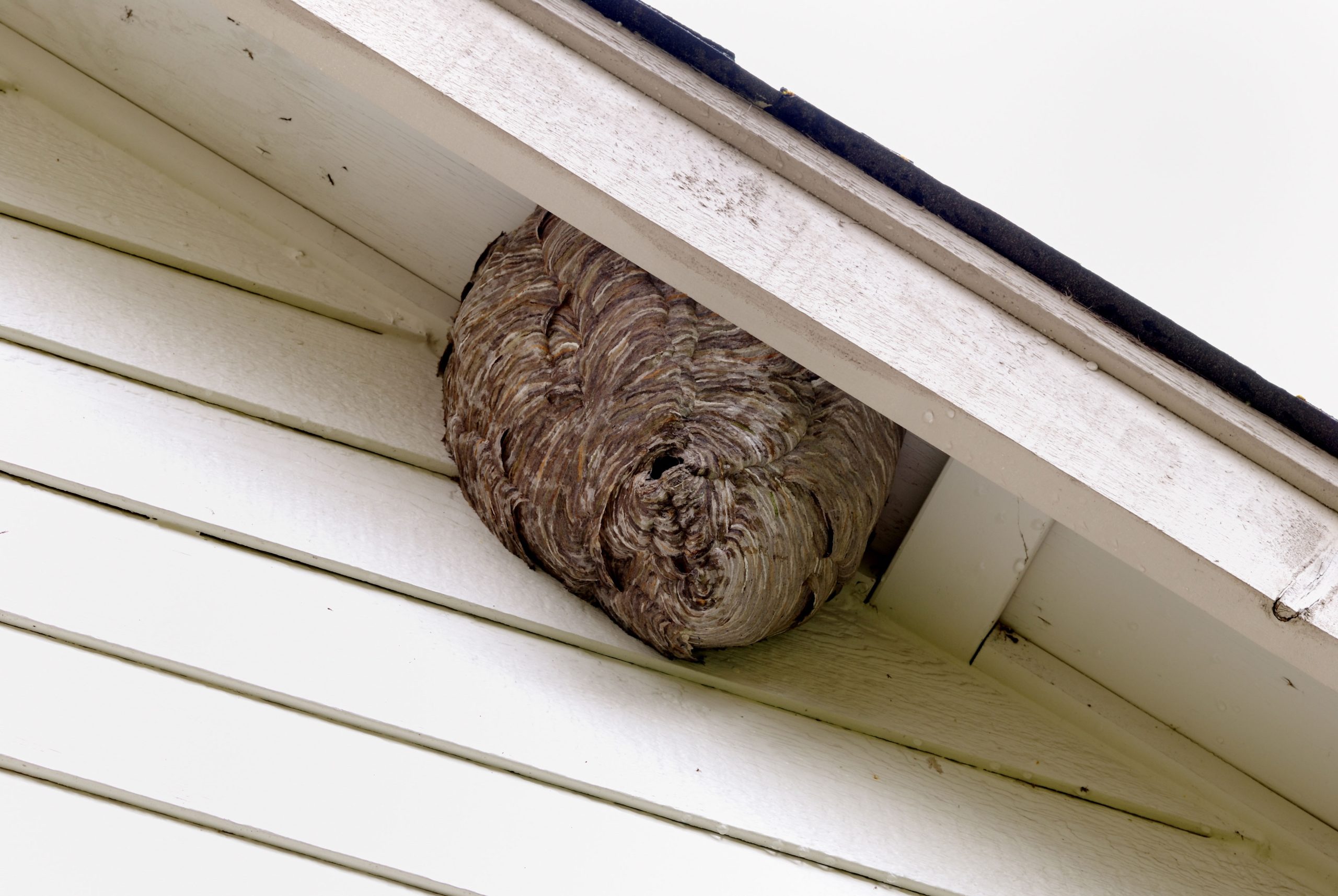 el monte pest control